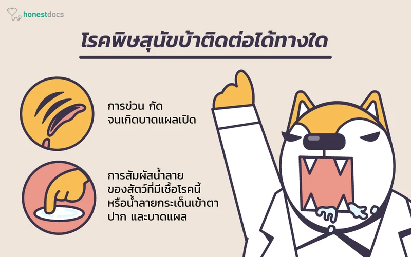 โรคสุนัขบ้าติดต่อได้ทางใด