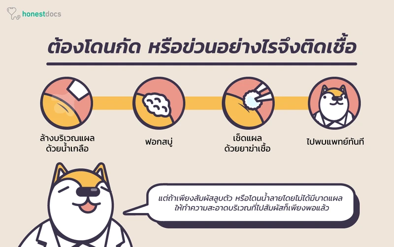 โรคสุนัขบ้า ติดเชื้ออย่างไร