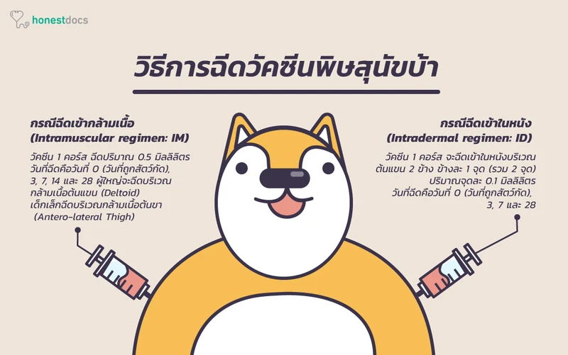 ขั้นตอนการฉีดวัคซีนพิษสุนัขบ้า