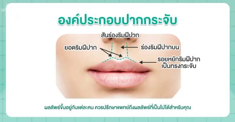 องค์ประกอบของปากกระจับ