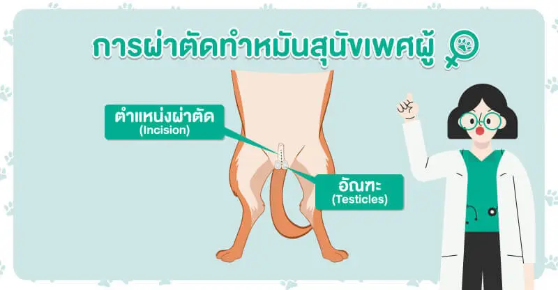 ขั้นตอนการผ่าตัดทำหมันหมาตัวผู้, ทำหมันสุนัขตัวผู้, ทำหมันหมา