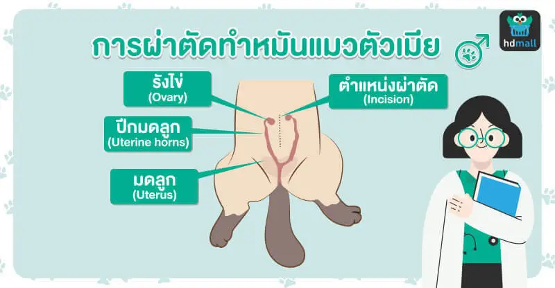 ทำหมันแมวตัวเมีย ลดการเกิดเด็กๆ คอกใหม่ที่คุณอาจรับมือไม่ไหว 1 ผ่าตัดทำหมันแมวตัวเมีย ทำยังไง