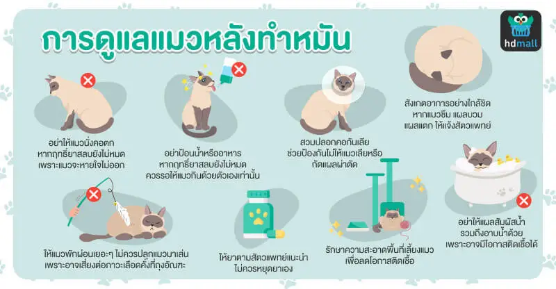 การดูแลแมวตัวเมียหลังทำหมัน