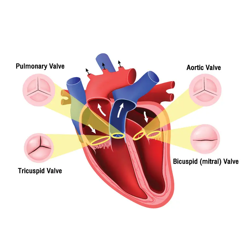 content heart 04