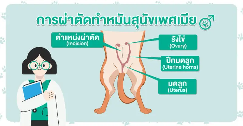 การทำหมันสุนัขเพศเมีย, spaying