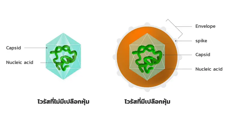 โครงสร้างและส่วนประกอบของไวรัส
