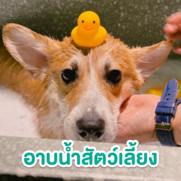 รีวิว อาบน้ำสุนัข พร้อมทำสปาสุดฟิน ที่ Hato Pet Wellness Center