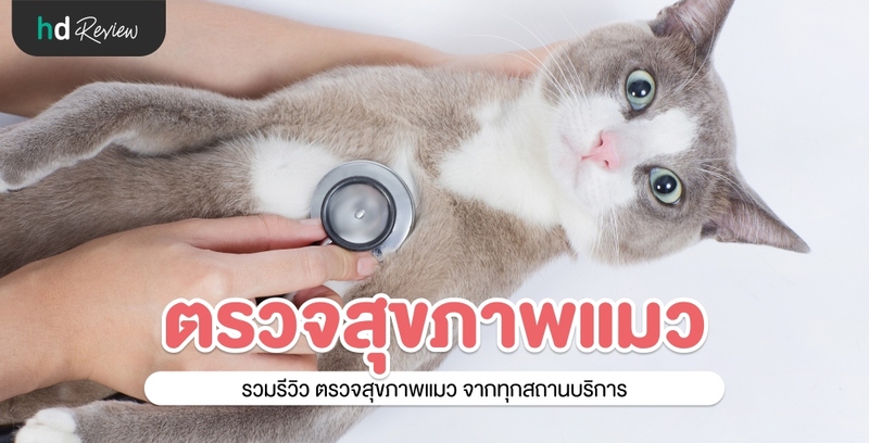 รวมรีวิว ตรวจสุขภาพแมว