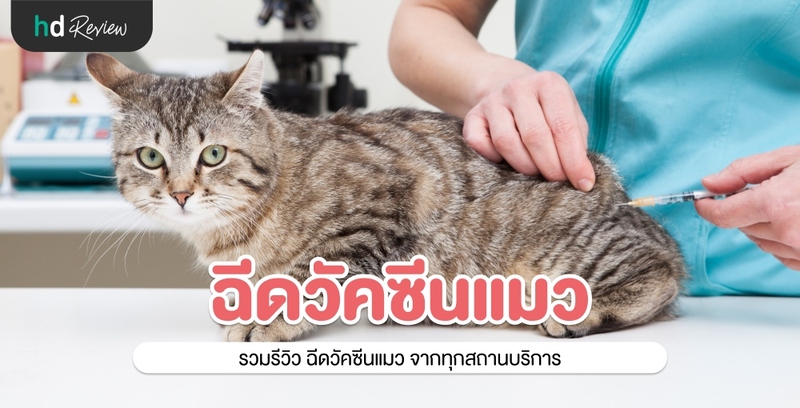 รวมรีวิวฉีดวัคซีนแมว